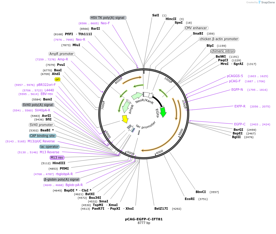 218732-plasmid-map-sequence-id-434356