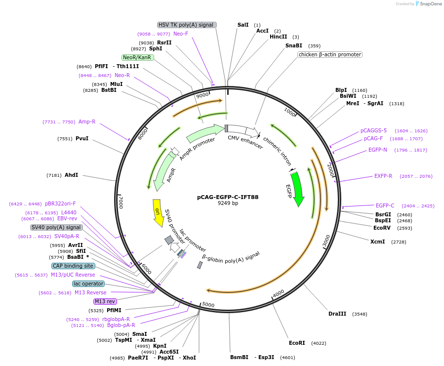 218733-plasmid-map-sequence-id-434357
