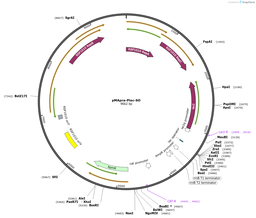 218358-plasmid-map-sequence-id-434358