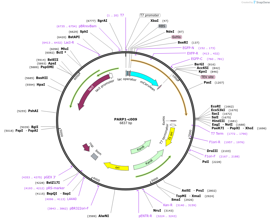 216872-plasmid-map-sequence-id-434365