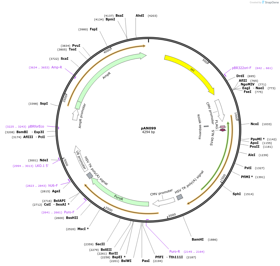 220044-plasmid-map-sequence-id-434395