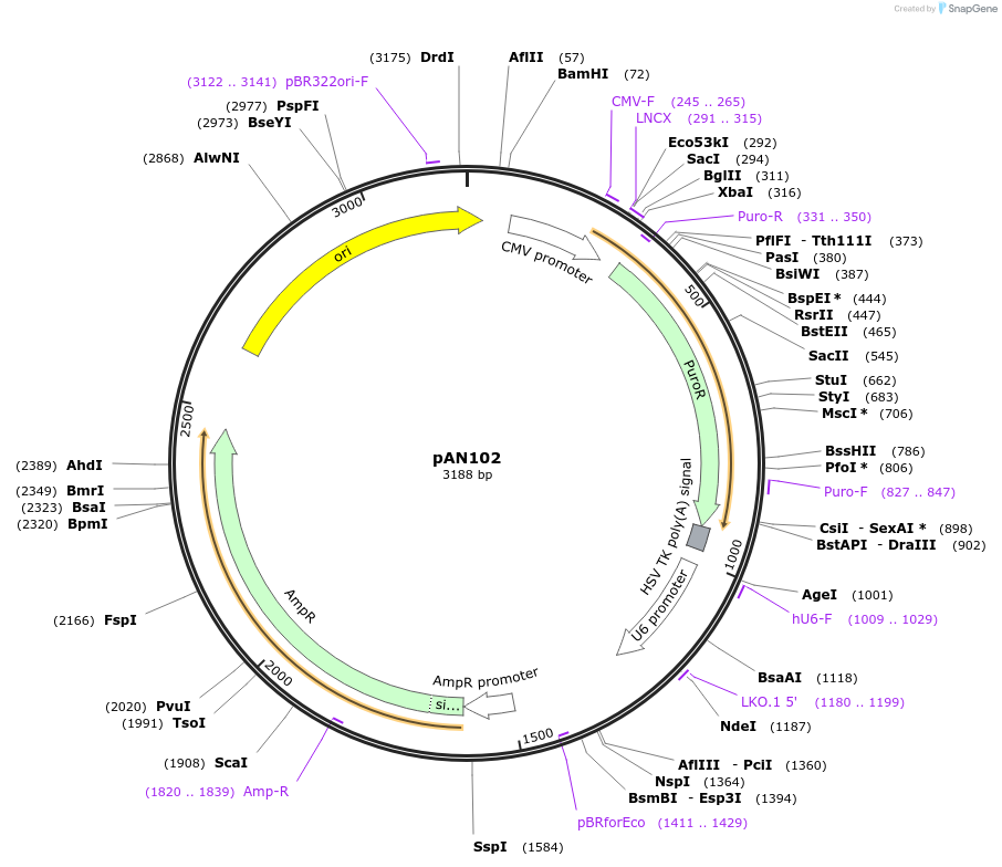 220045-plasmid-map-sequence-id-434397