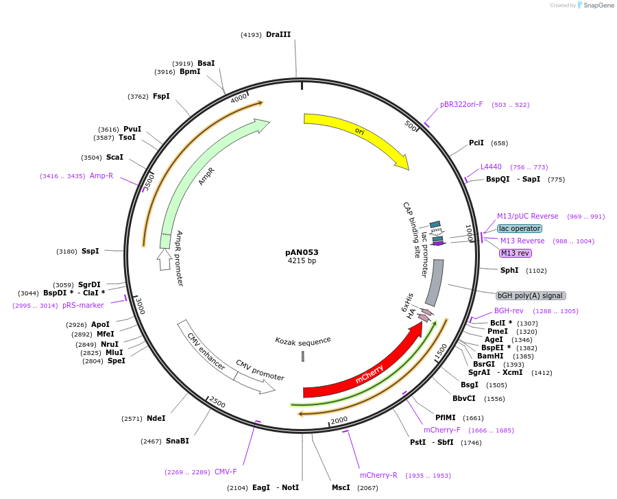 220047-plasmid-map-sequence-id-434398