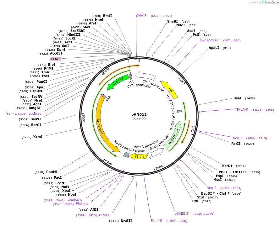 220051-plasmid-map-sequence-id-434399