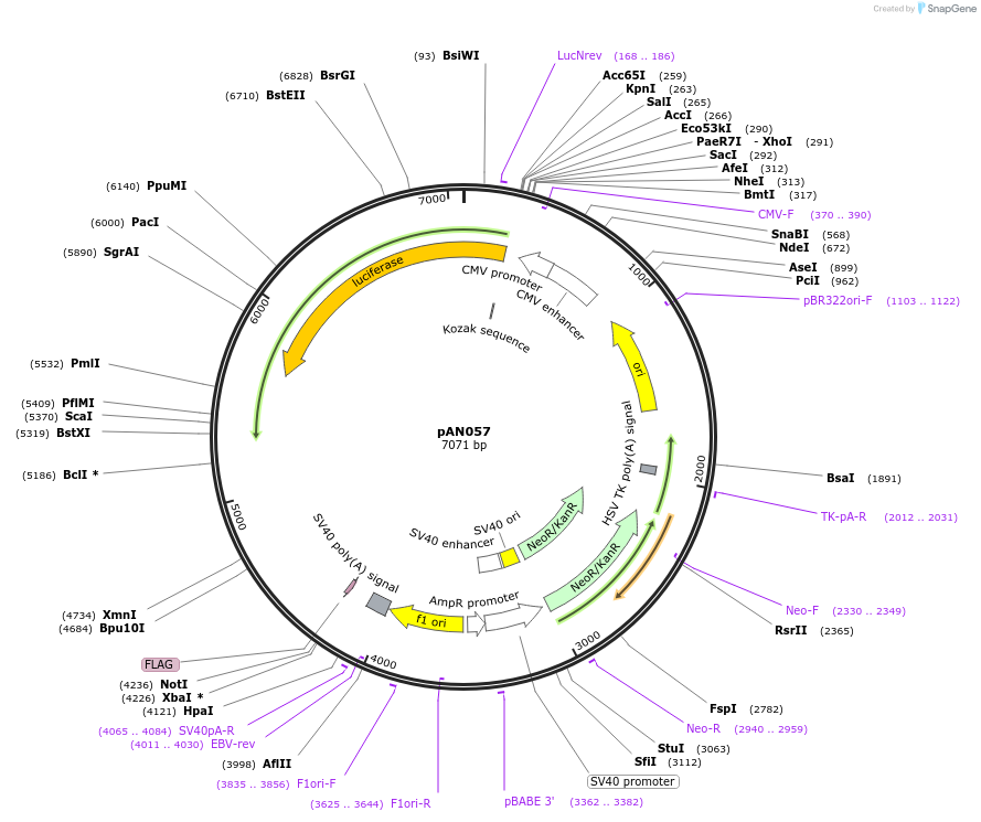 220053-plasmid-map-sequence-id-434400