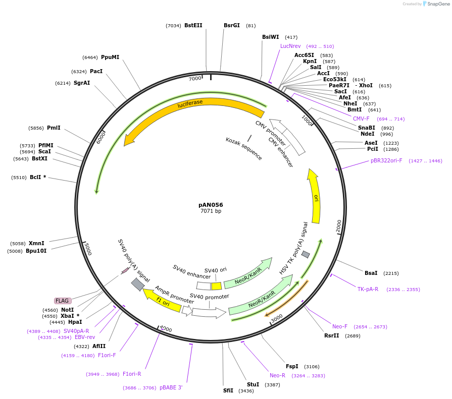 220052-plasmid-map-sequence-id-434401