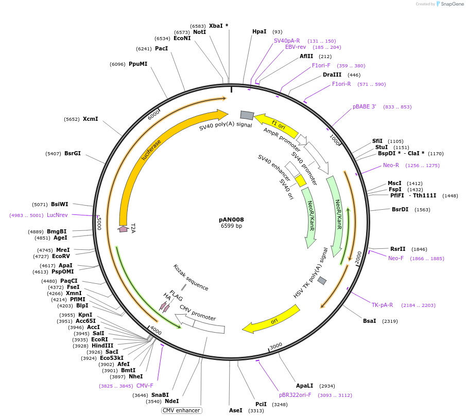220049-plasmid-map-sequence-id-434402
