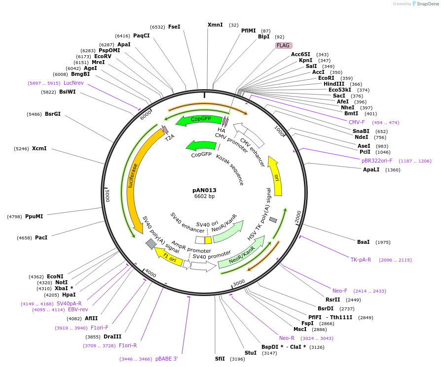220050-plasmid-map-sequence-id-434403