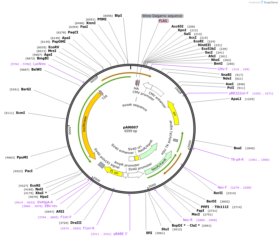 220048-plasmid-map-sequence-id-434404