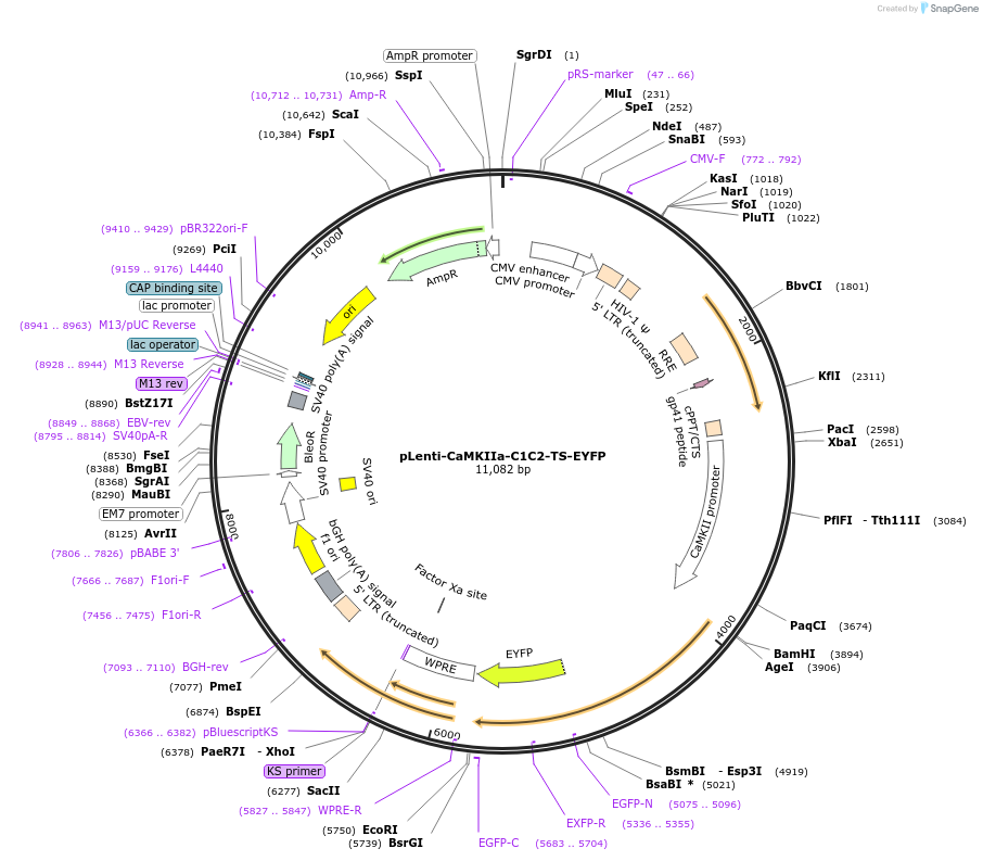 35520-plasmid-map-sequence-id-43441