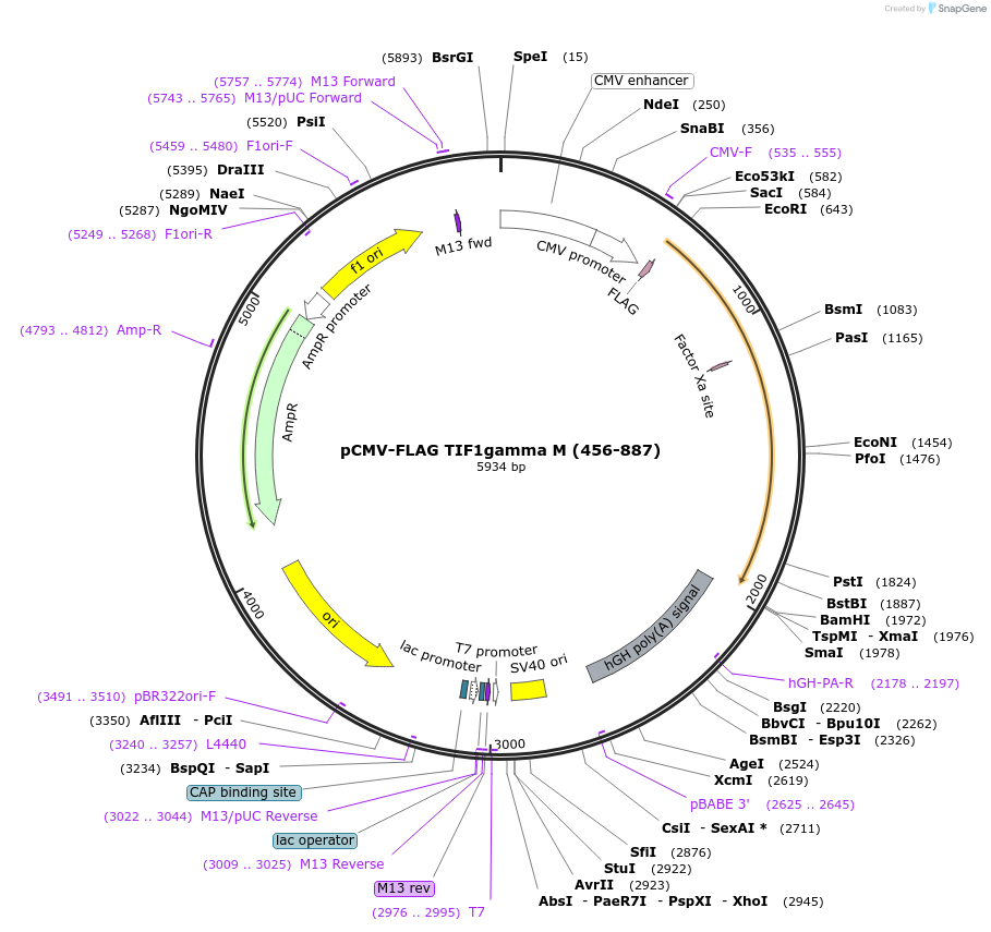 15735-plasmid-map-sequence-id-434418
