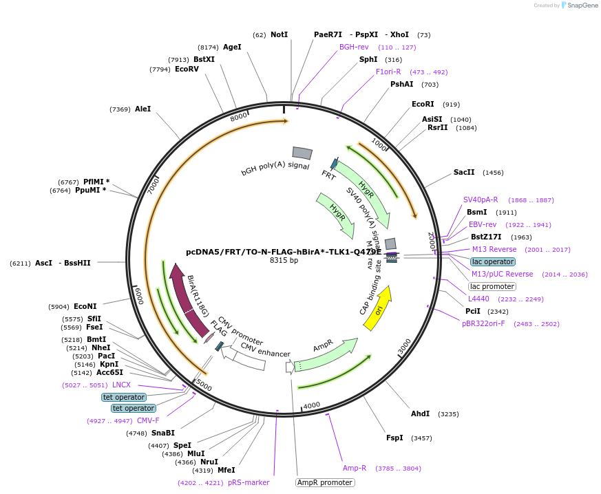 218833-plasmid-map-sequence-id-434421