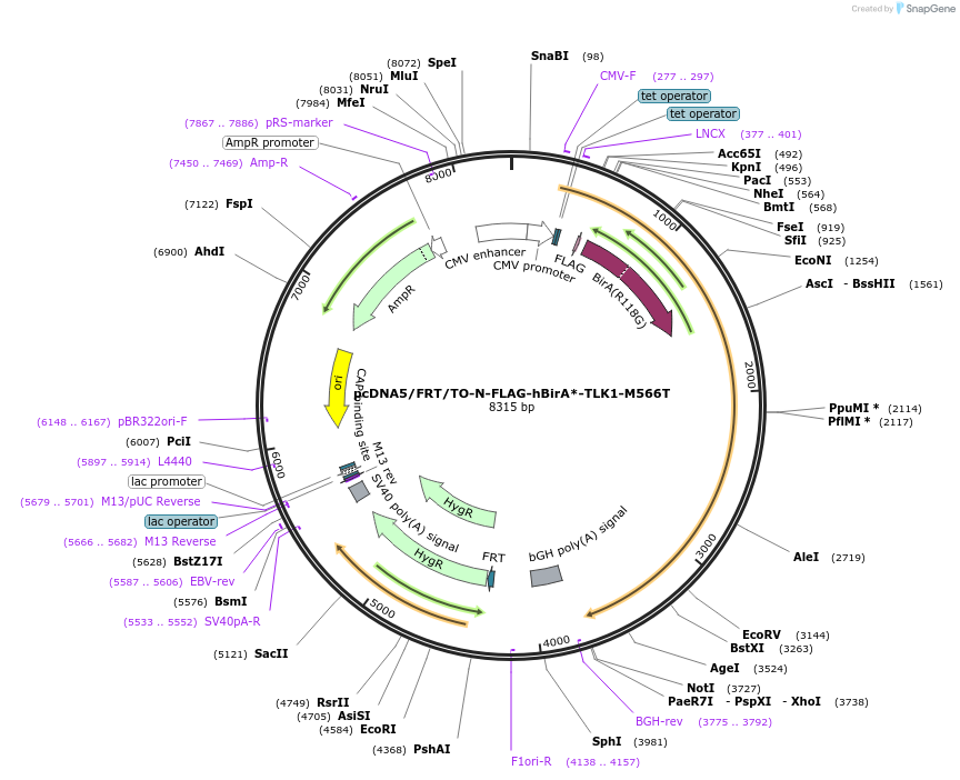 218832-plasmid-map-sequence-id-434422
