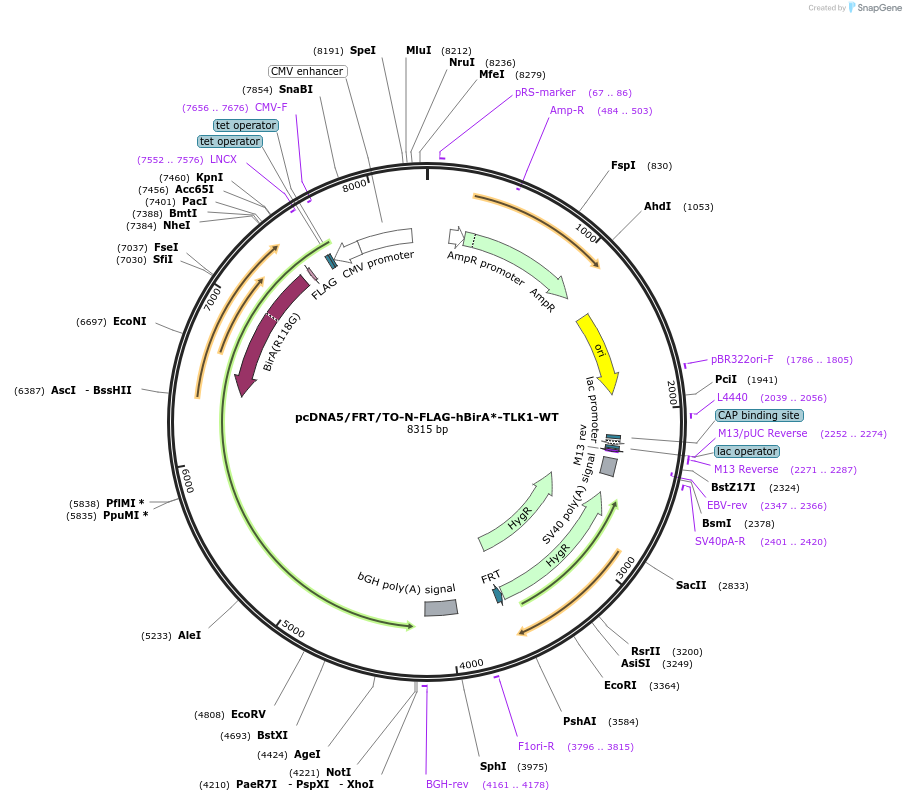 218834-plasmid-map-sequence-id-434423