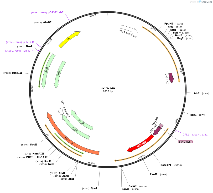 219414-plasmid-map-sequence-id-434473