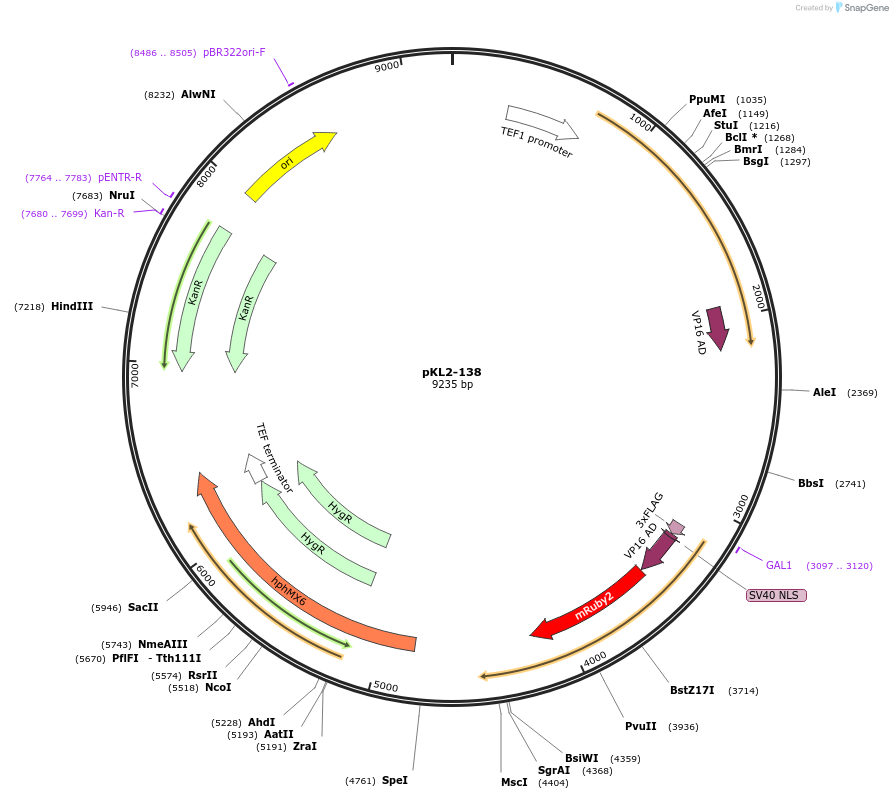 219413-plasmid-map-sequence-id-434474