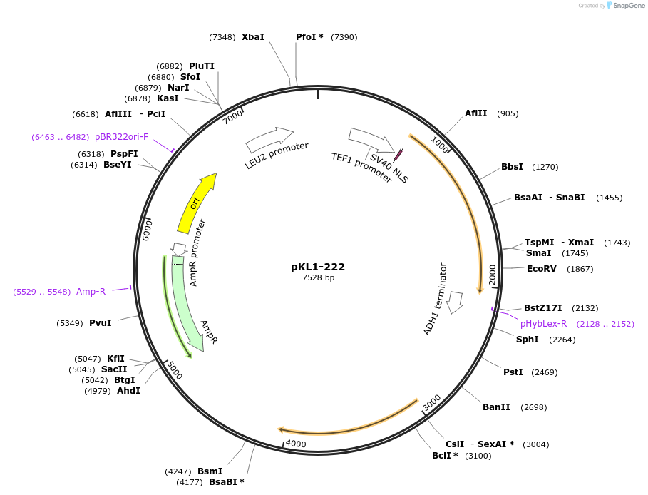 219409-plasmid-map-sequence-id-434475