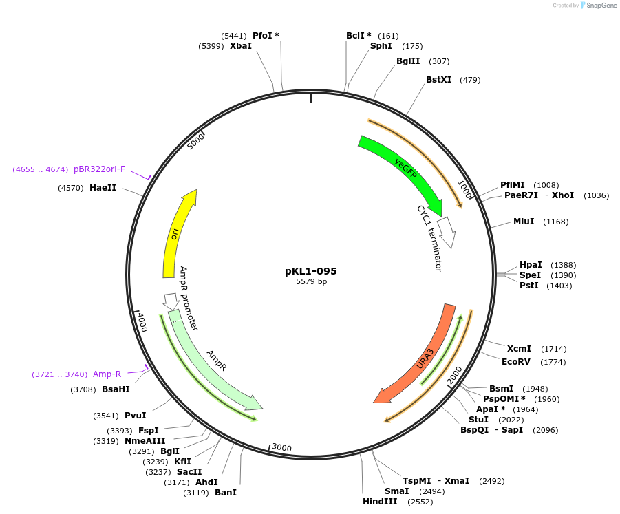 219407-plasmid-map-sequence-id-434479
