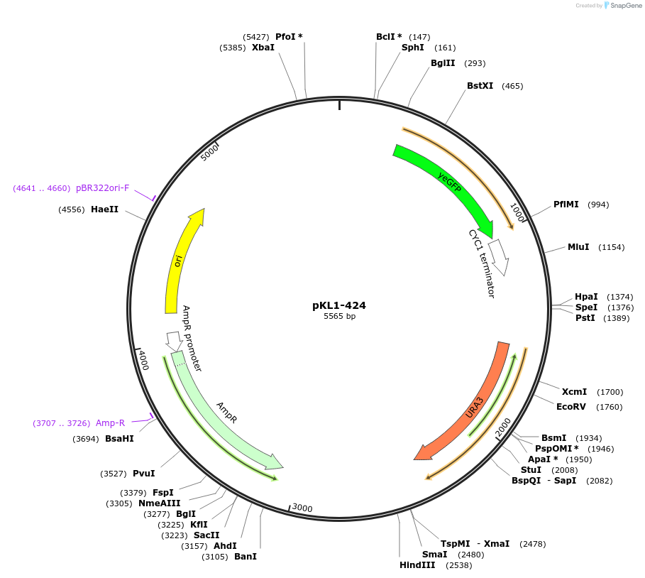 219412-plasmid-map-sequence-id-434482