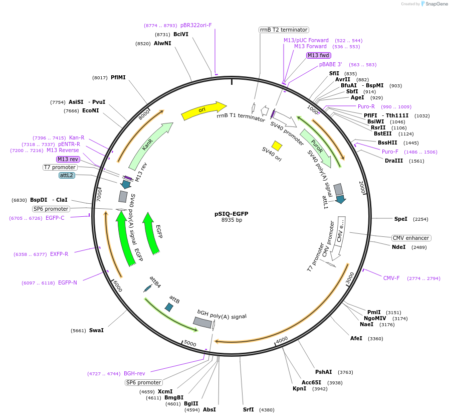 216239-plasmid-map-sequence-id-434495