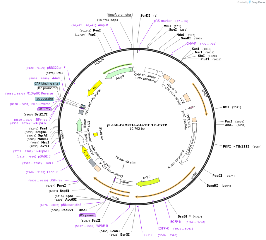 35513-plasmid-map-sequence-id-43451