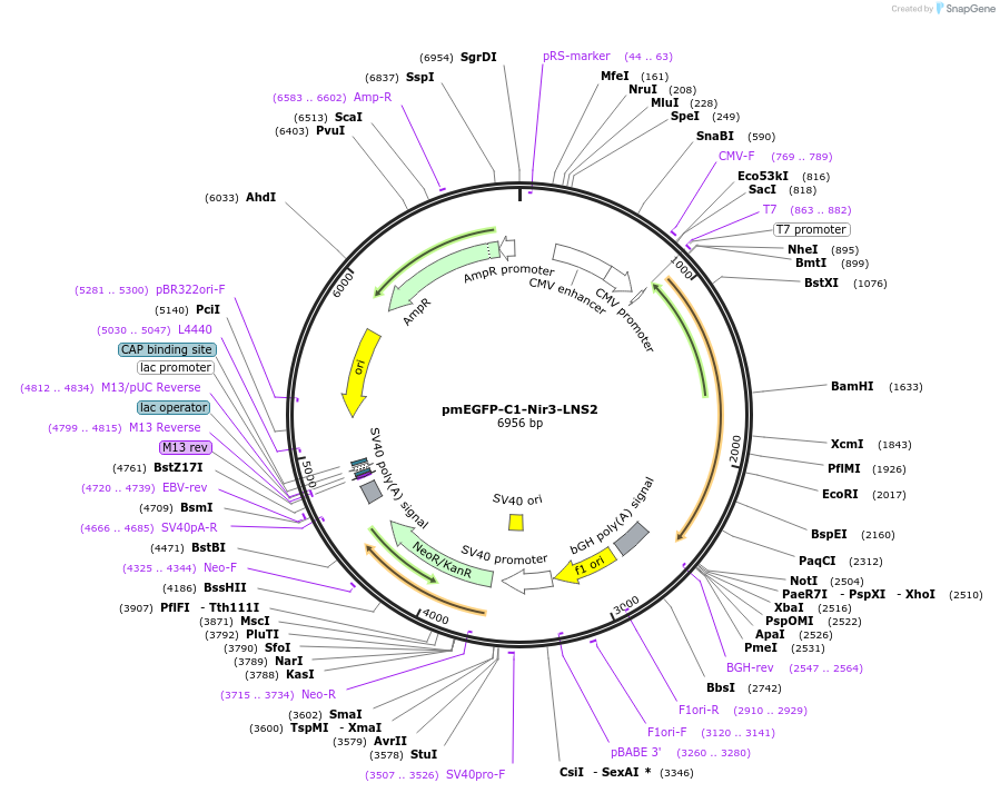 220087-plasmid-map-sequence-id-434511