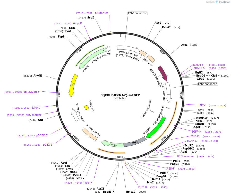 35531-plasmid-map-sequence-id-43452