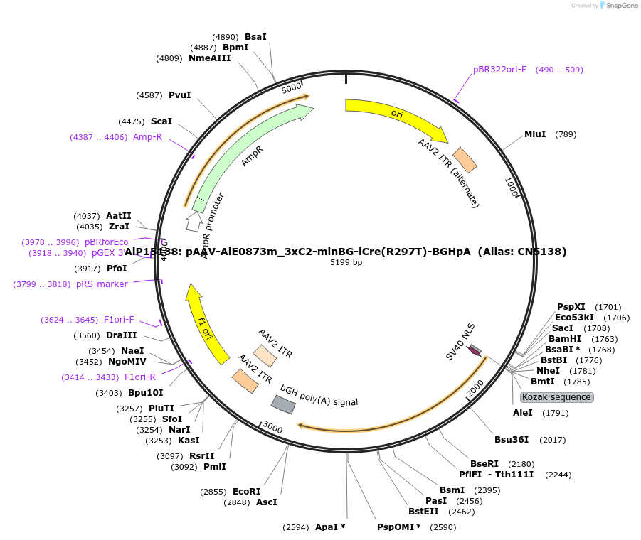 214868-plasmid-map-sequence-id-434524