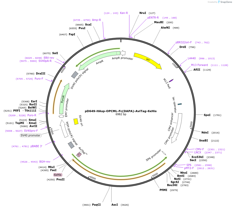 156733-plasmid-map-sequence-id-434532