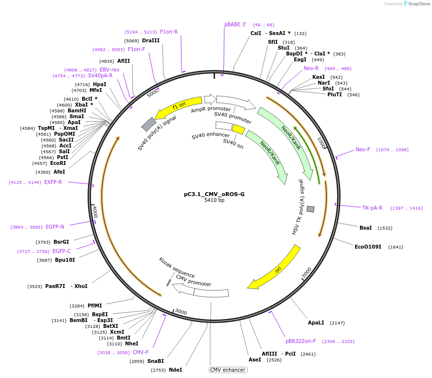 216111-plasmid-map-sequence-id-434849