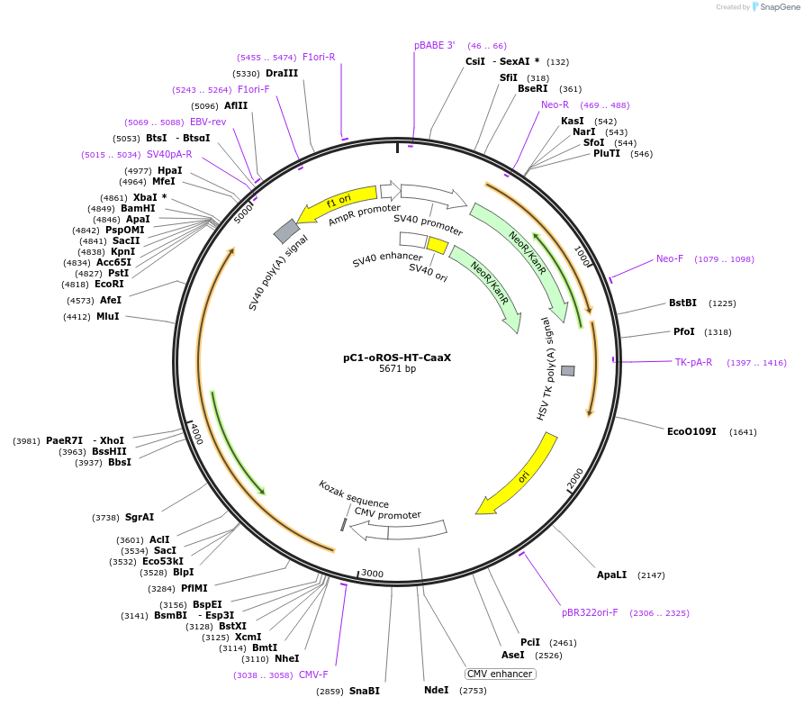 216417-plasmid-map-sequence-id-434853