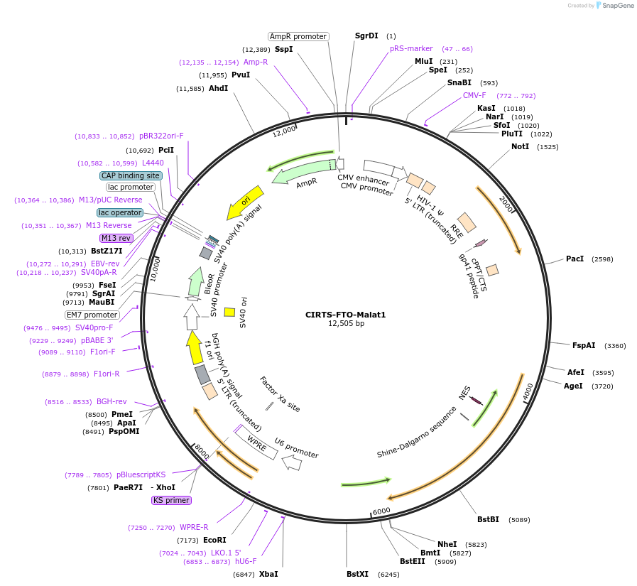 216860-plasmid-map-sequence-id-434854
