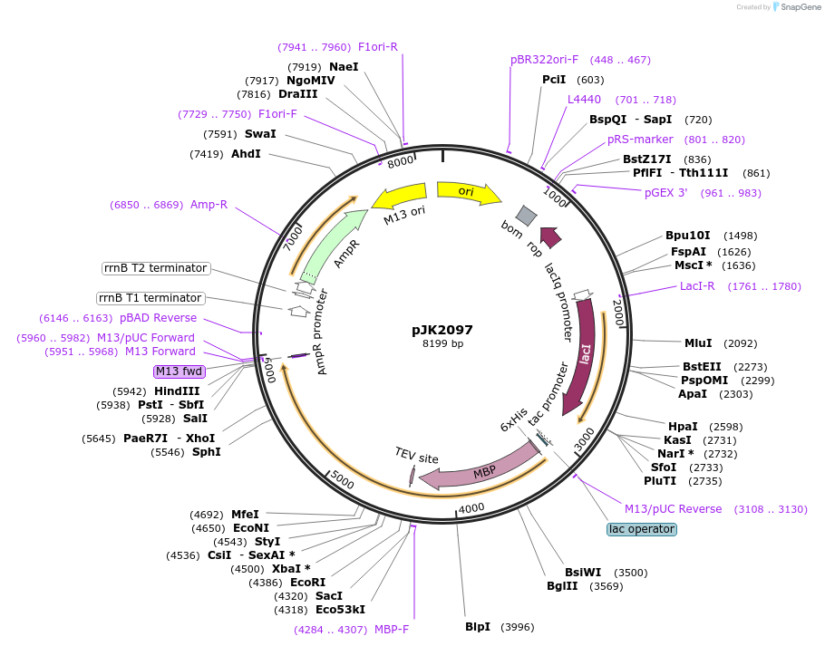218665-plasmid-map-sequence-id-434863