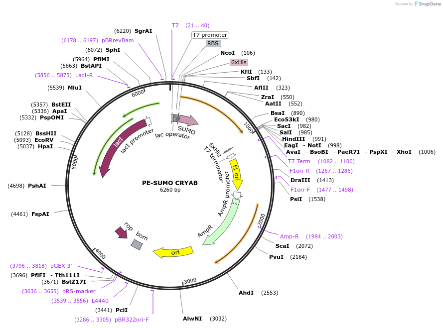 217670-plasmid-map-sequence-id-434869
