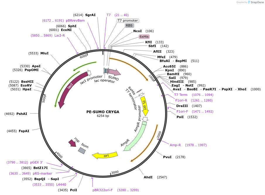 217672-plasmid-map-sequence-id-434871