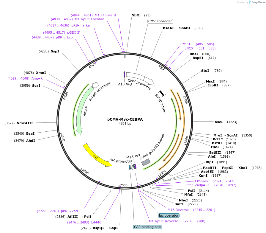 219393-plasmid-map-sequence-id-434882
