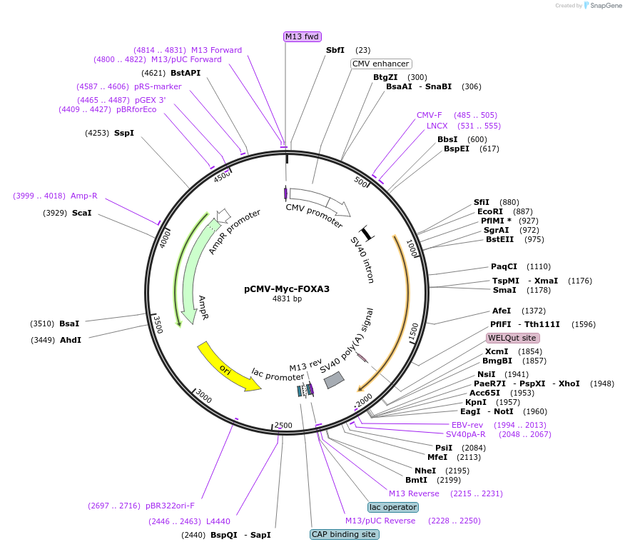 219395-plasmid-map-sequence-id-434898