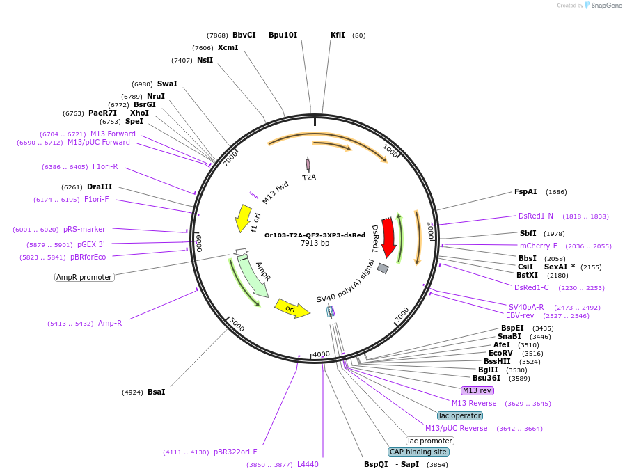 217629-plasmid-map-sequence-id-434903