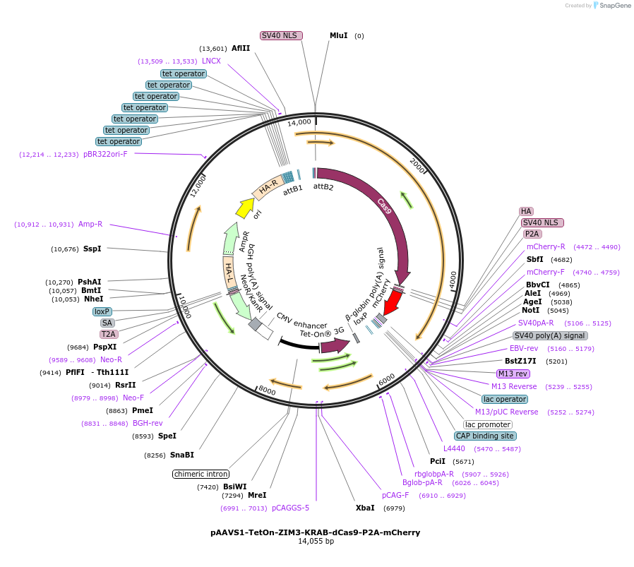 212829-plasmid-map-sequence-id-434911