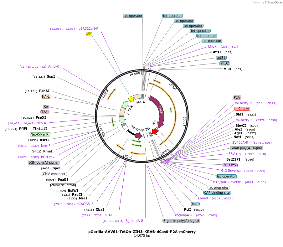 212831-plasmid-map-sequence-id-434913