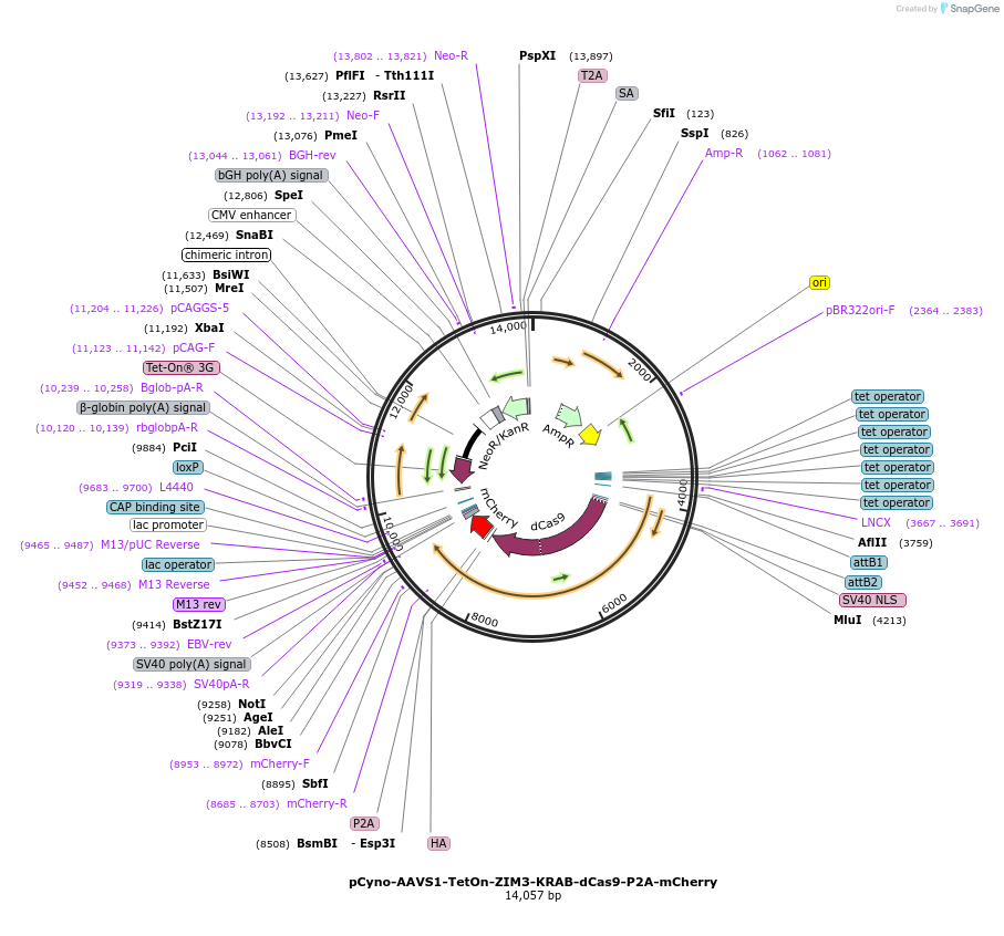 212830-plasmid-map-sequence-id-434915