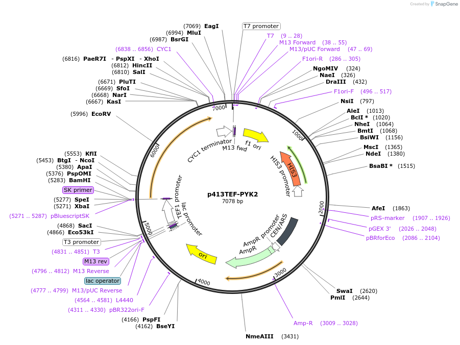 34606-plasmid-map-sequence-id-43492