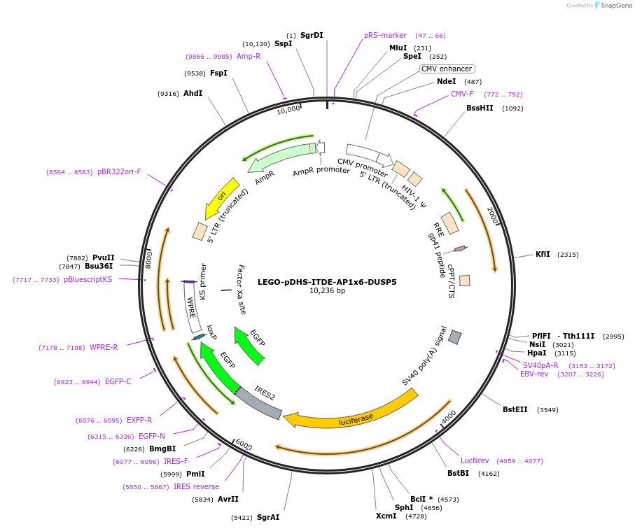 217419-plasmid-map-sequence-id-434920