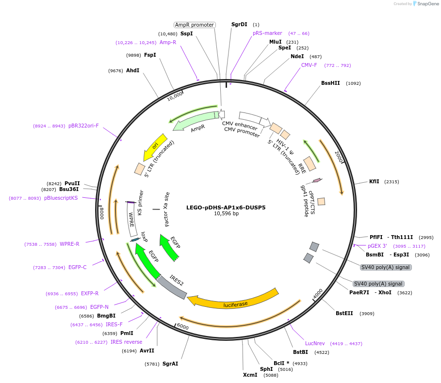 217418-plasmid-map-sequence-id-434921