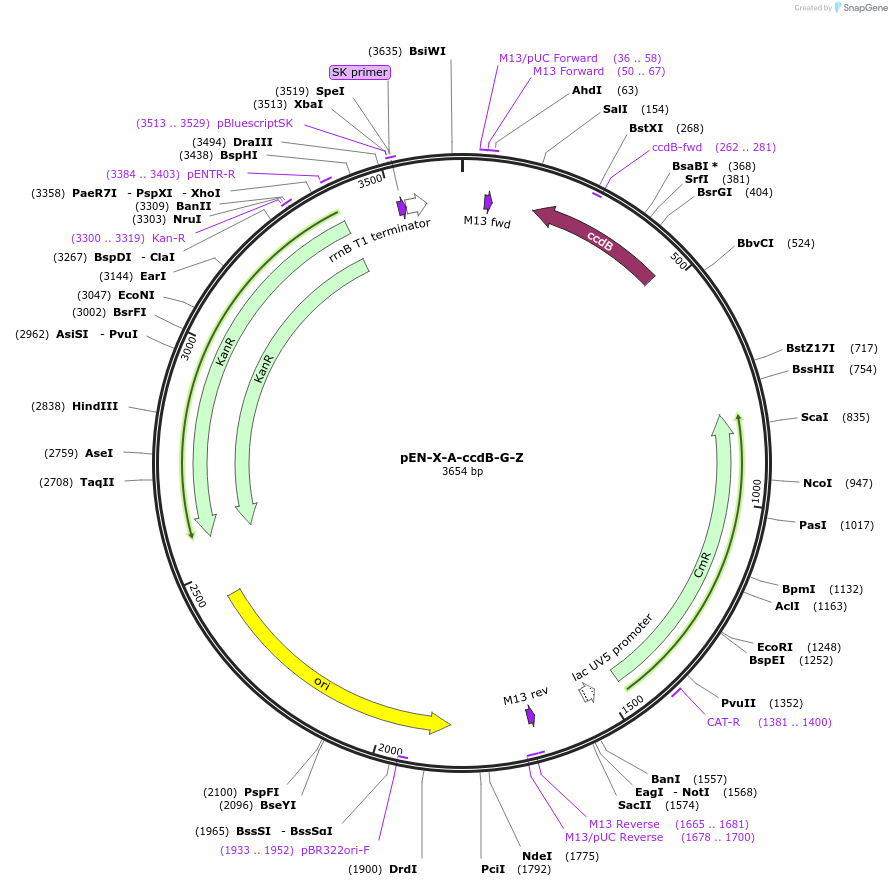 218892-plasmid-map-sequence-id-434966