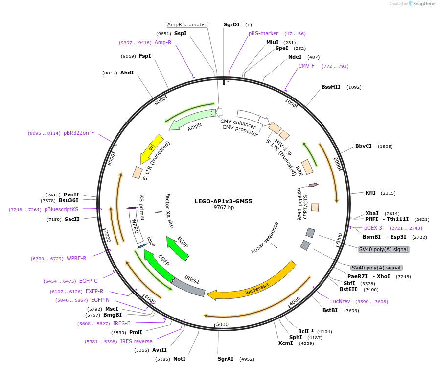 217414-plasmid-map-sequence-id-434967