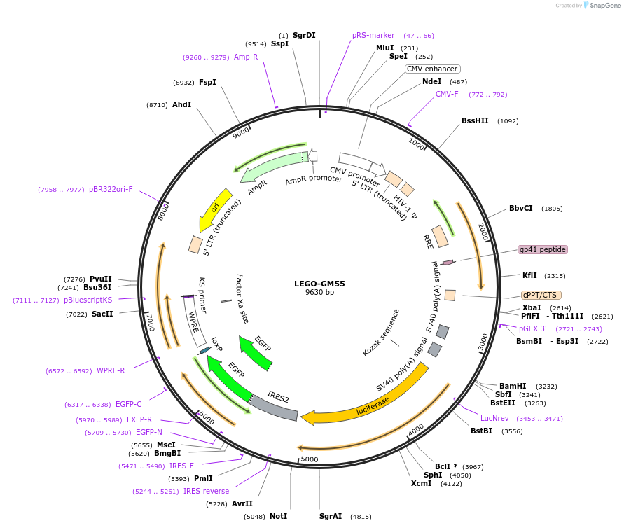 217413-plasmid-map-sequence-id-434968