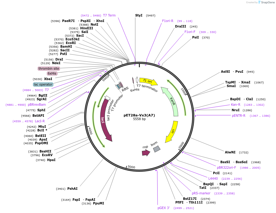 35526-plasmid-map-sequence-id-43502