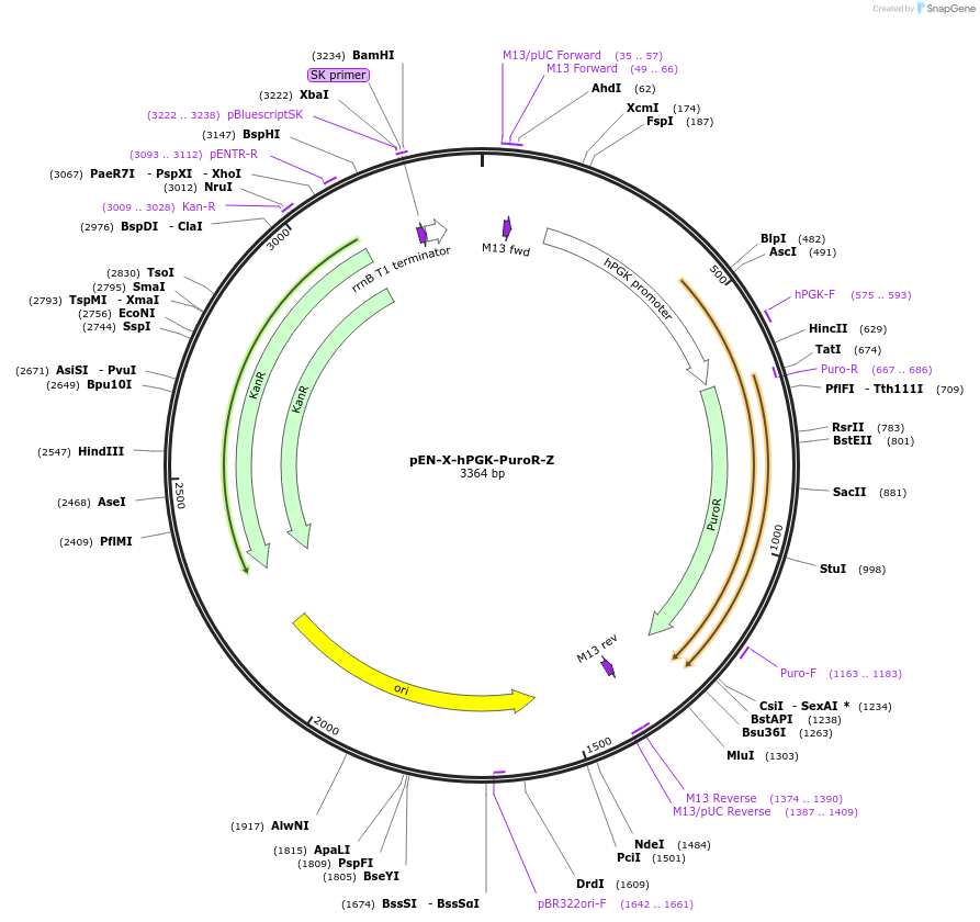 218904-plasmid-map-sequence-id-435071