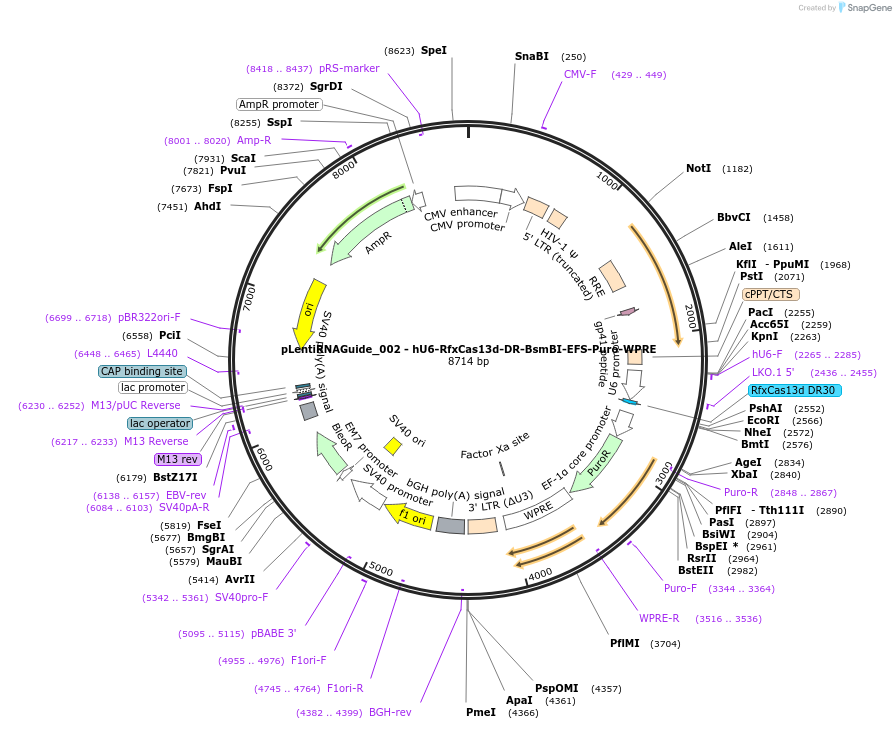 138151-plasmid-map-sequence-id-435116